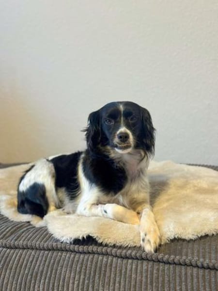 Terra auf Sofasuche !