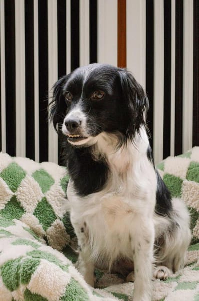 Terra auf Sofasuche !