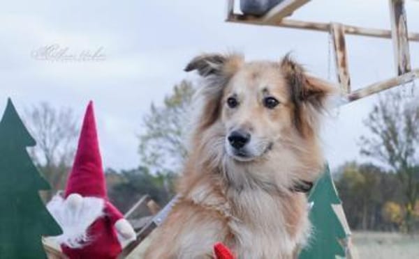 Schenkst du Toppi ein Zuhause?