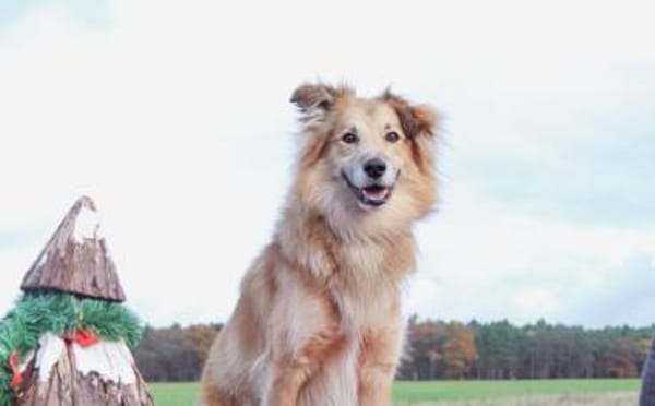 Schenkst du Toppi ein Zuhause?