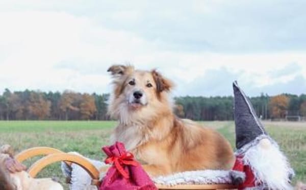 Schenkst du Toppi ein Zuhause?