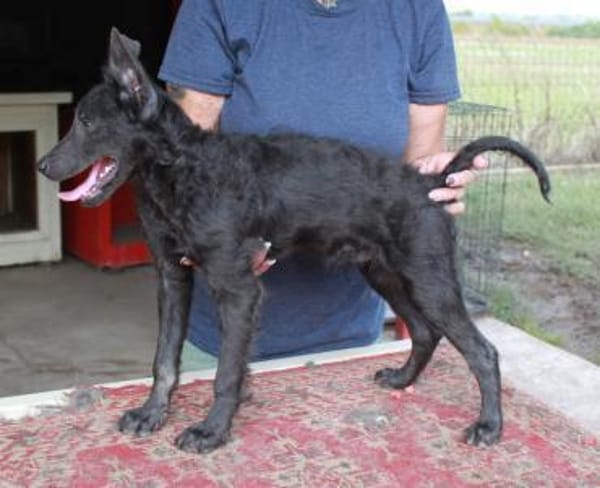 Sanfter Szike in 38268 Lengede-Broistedt