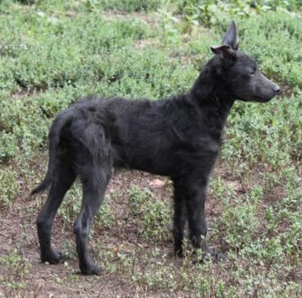 Sanfter Szike in 38268 Lengede-Broistedt