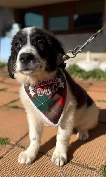 Flauschball Terry sucht ein Körbchen
