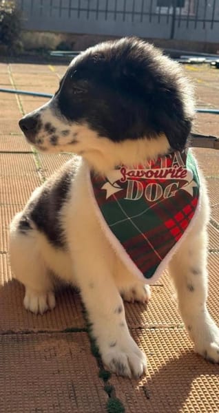 Flauschball Terry sucht ein Körbchen