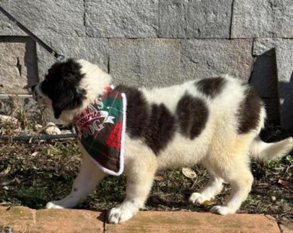 Flauschball Terry sucht ein Körbchen