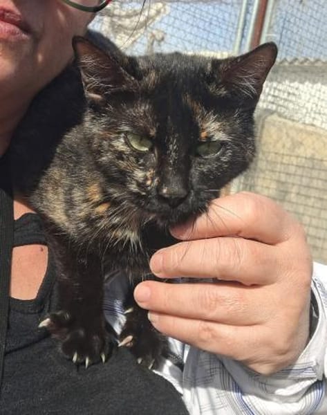 Aktive Schmusekatze Tokio