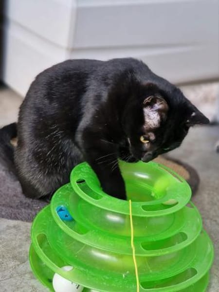 Schöne, schüchterne Katze Cosma