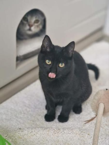 Schöne, schüchterne Katze Cosma