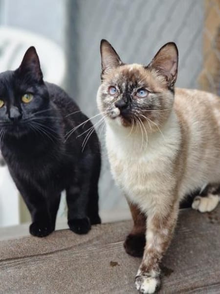 Schöne, schüchterne Katze Cosma