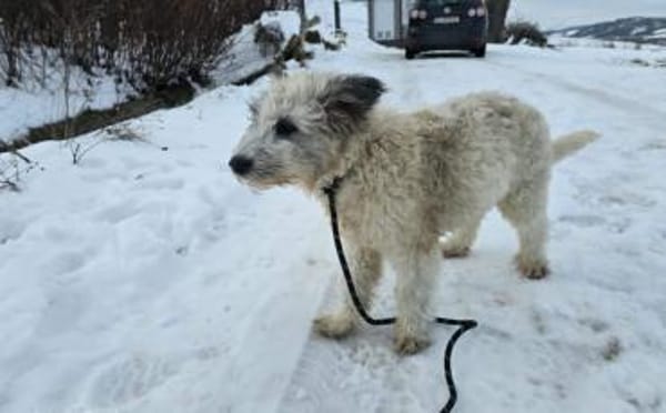 Quatschkopf Hennes ist bereit