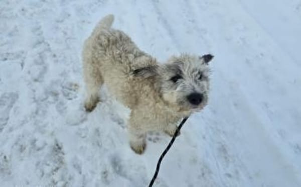 Quatschkopf Hennes ist bereit