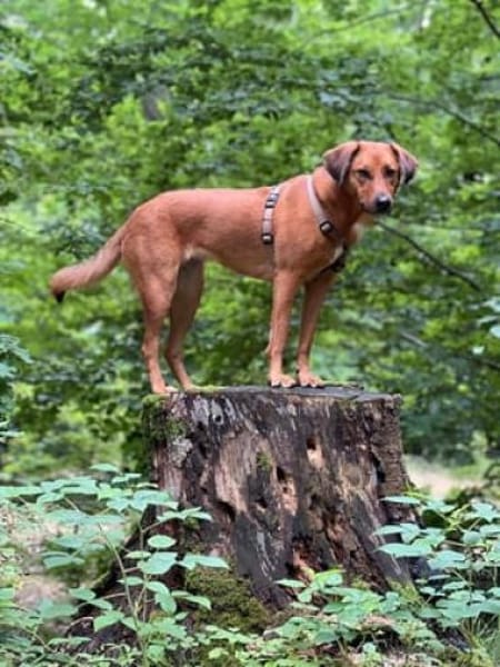 Leni - Körbchen auf dem Land gesucht