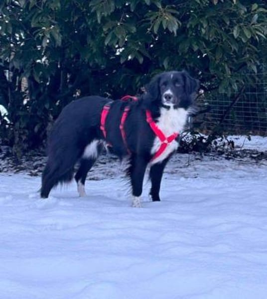 hübsche Tala auf PS in 92685