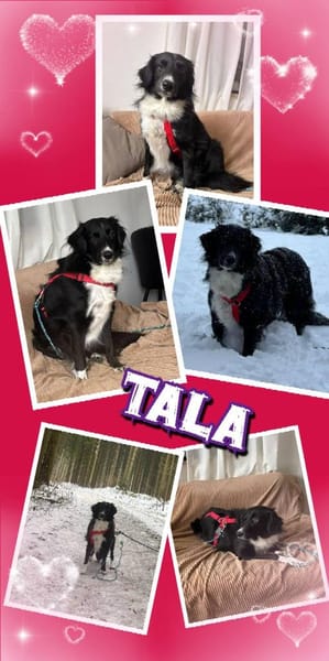 hübsche Tala auf PS in 92685