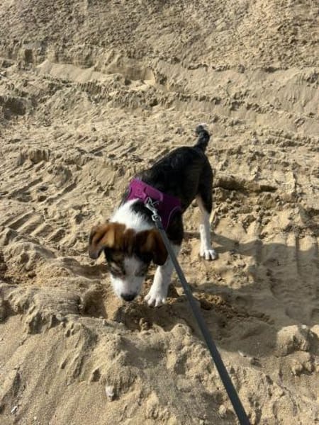 Damon ein Traum auf 4 Pfoten