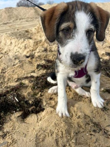 Damon ein Traum auf 4 Pfoten