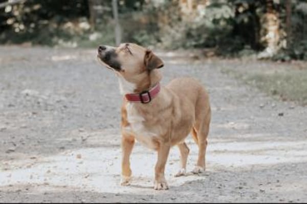 Sasuke der kleine Jungrüde