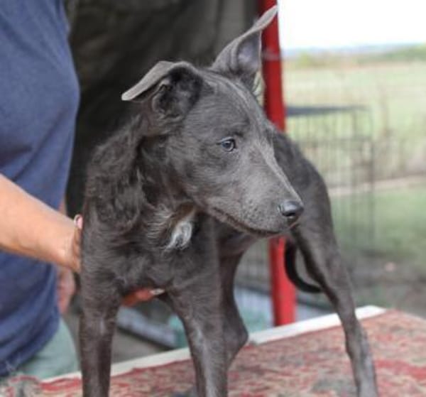 Schöne Szari in 59071 Hamm