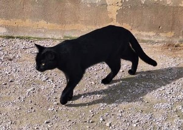 Menschenbezogene Schmusekatze 13