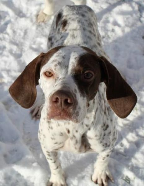 Acira, geb. ca. 04/2023, 67735 Mehlbach