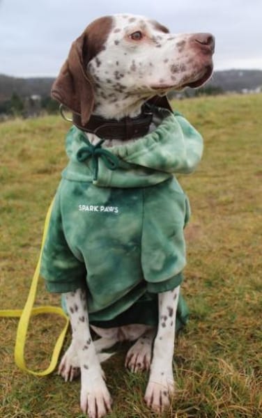 Acira, geb. ca. 04/2023, 67735 Mehlbach