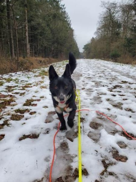 Benji  ruhiger, aufgeschlossener Schatz