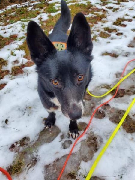 Benji  ruhiger, aufgeschlossener Schatz