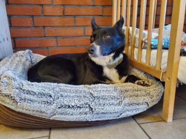 Benji  ruhiger, aufgeschlossener Schatz