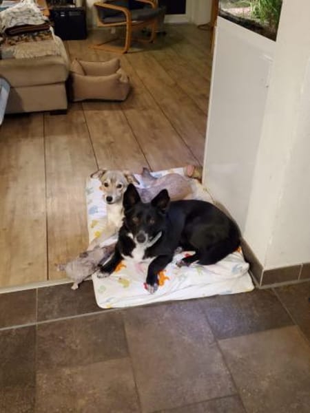 Benji  ruhiger, aufgeschlossener Schatz