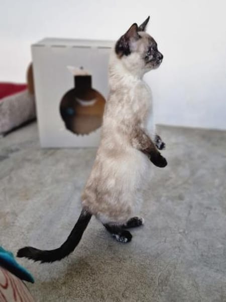 Schönes, schüchternes Katzenmädchen Chip