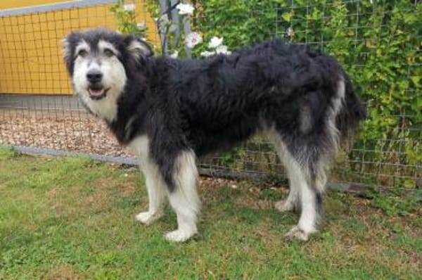 Ciccio-wartet auf Pflegestelle in Berlin