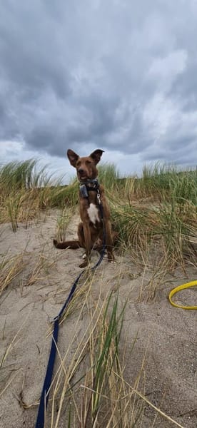 HARRY - wir üben, bis es perfekt ist