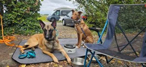 HARRY - wir üben, bis es perfekt ist