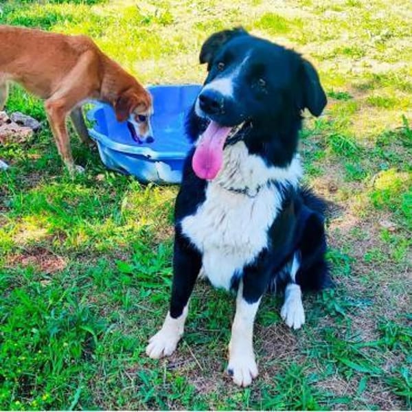 ZARA sucht ihr forever Home ❤