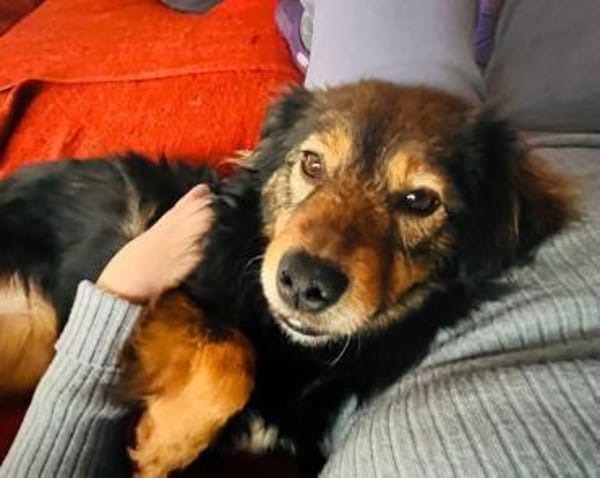 SHONA -Ruhig, gemütlich & verschmust-