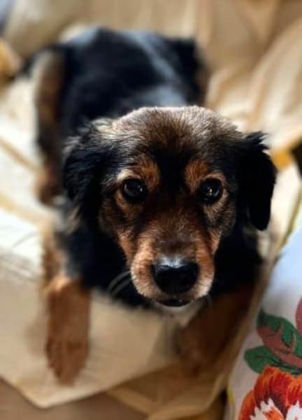 SHONA -Ruhig, gemütlich & verschmust-