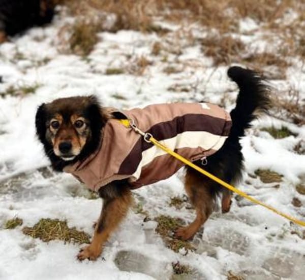 SHONA -Ruhig, gemütlich & verschmust-