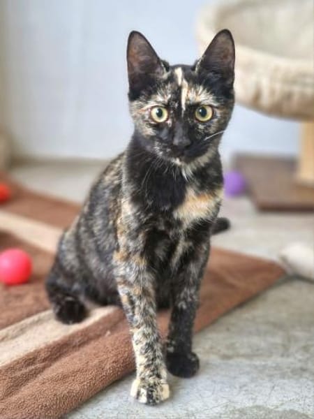 Freundliches Katzenmädchen Poppy