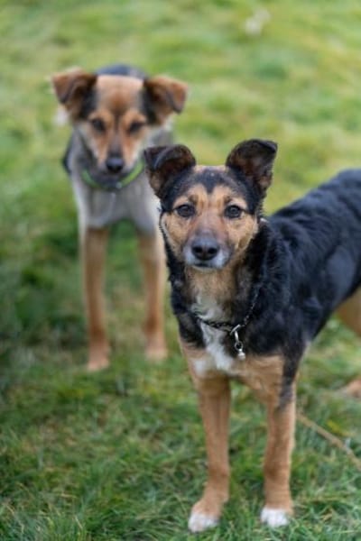 Lushba - schreckhafte Schönheit