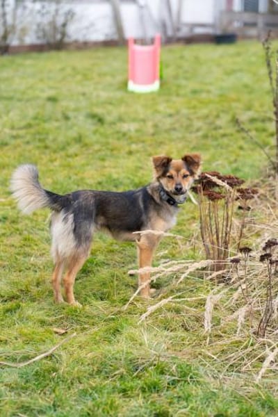 Lushba - schreckhafte Schönheit