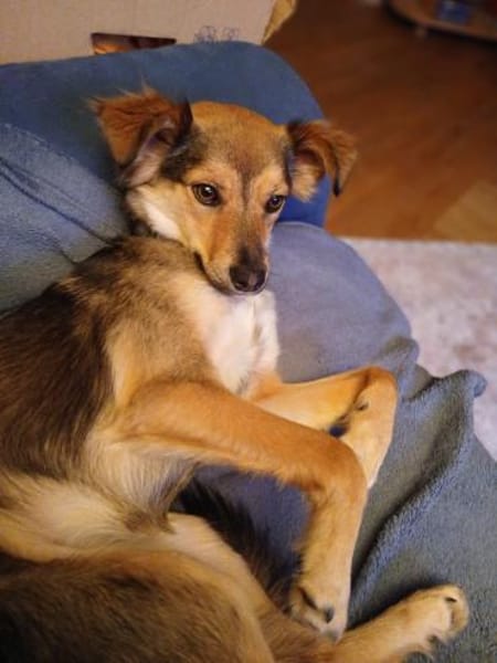 Lushba - schreckhafte Schönheit