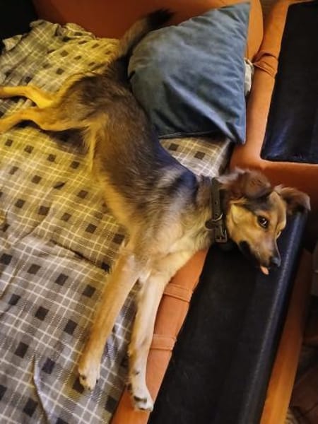 Lushba - schreckhafte Schönheit