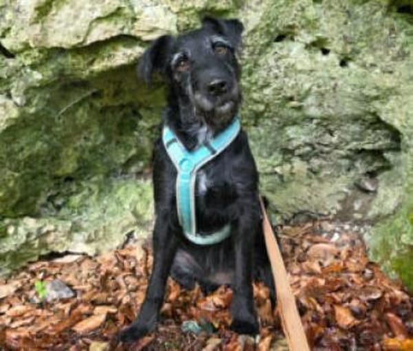 FELICITI - pfiffiges&süßes Hundemädel