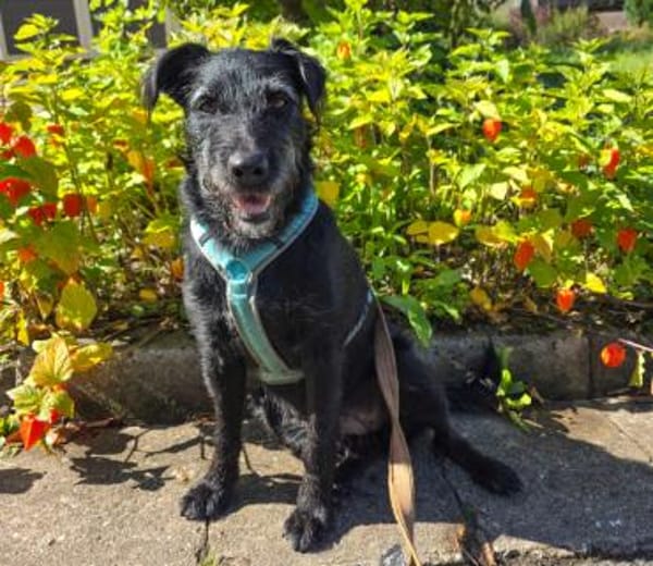 FELICITI - pfiffiges&süßes Hundemädel