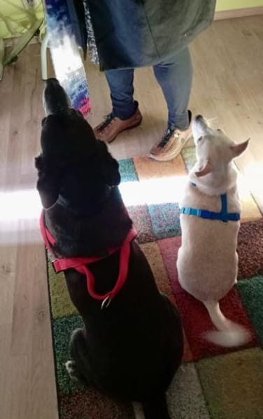 Oscar, verschmust, lernwillig, offen