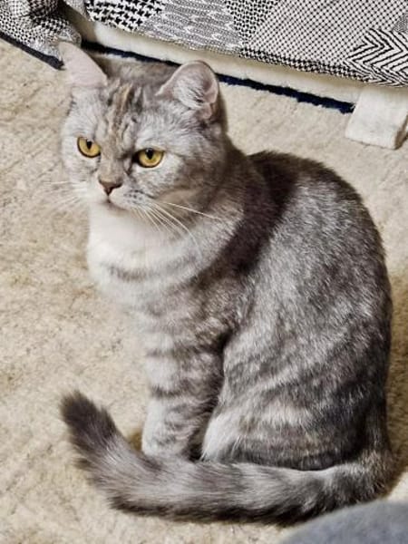 Schnecke Selbstbewusste BKH Katze