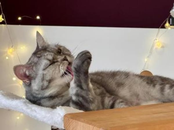 Schnecke Selbstbewusste BKH Katze