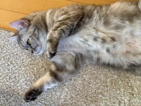 Schnecke Selbstbewusste BKH Katze