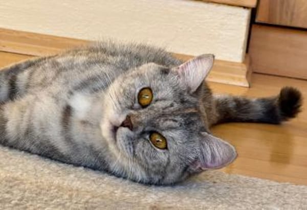 Schnecke Selbstbewusste BKH Katze